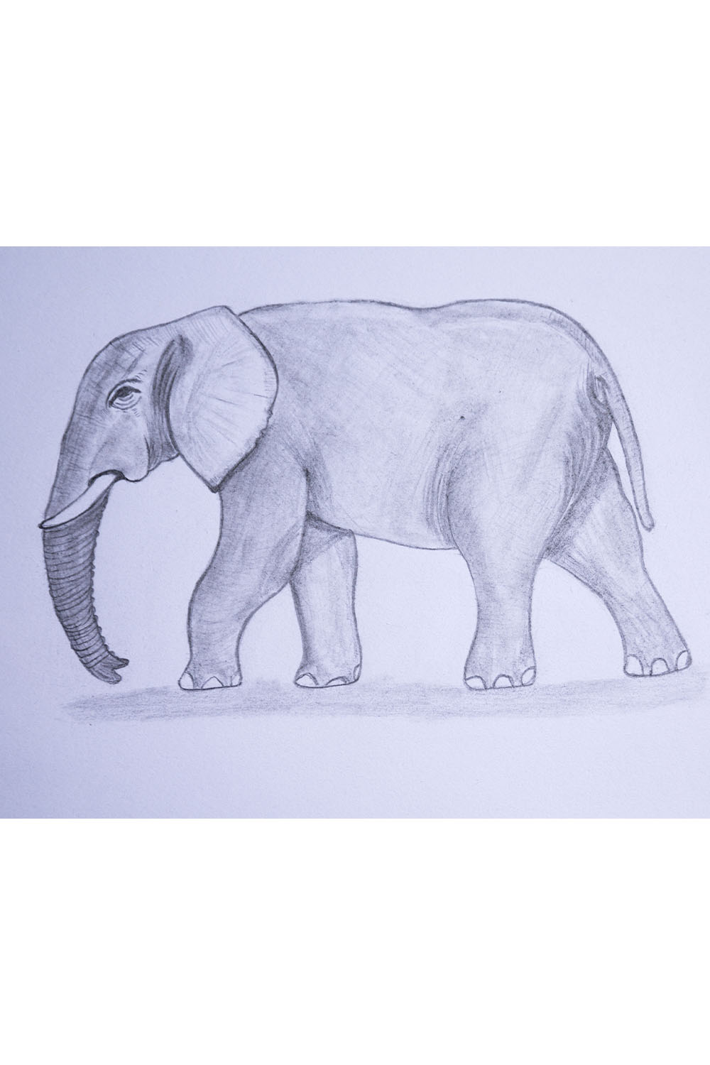How to Draw a Realistic Elephant Head and Face - Really Easy Drawing  Tutorial-saigonsouth.com.vn