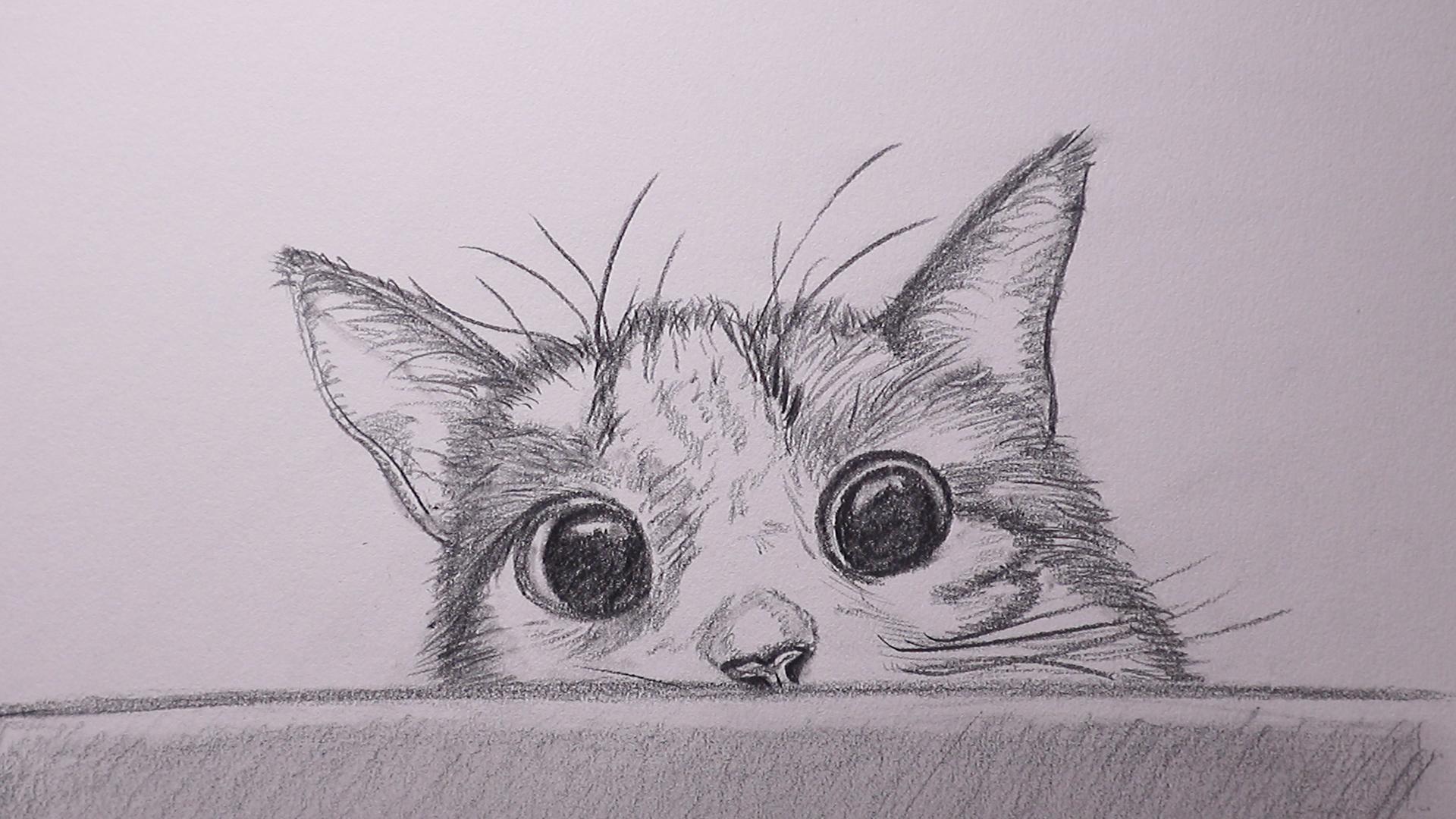 Drawing a cat showing its head