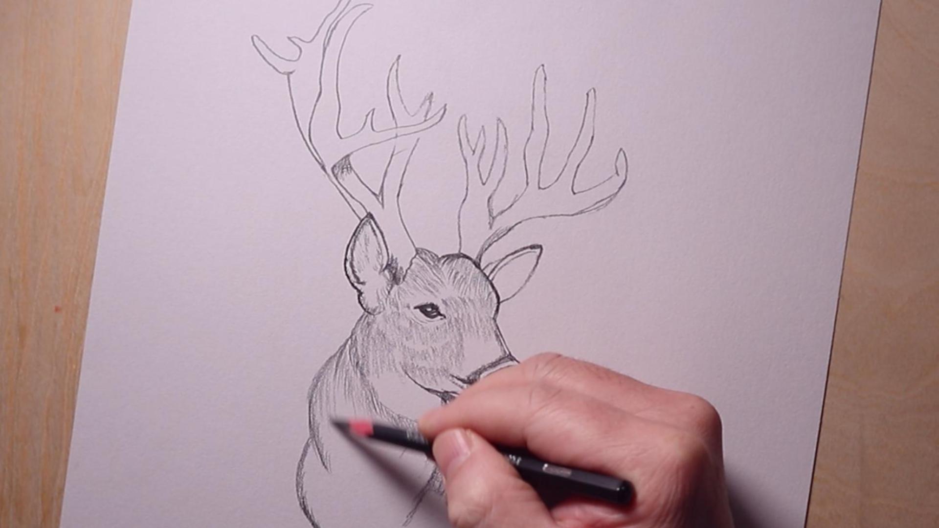 how to draw an elk step by step