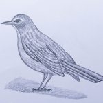 How To Draw Birds For Beginners