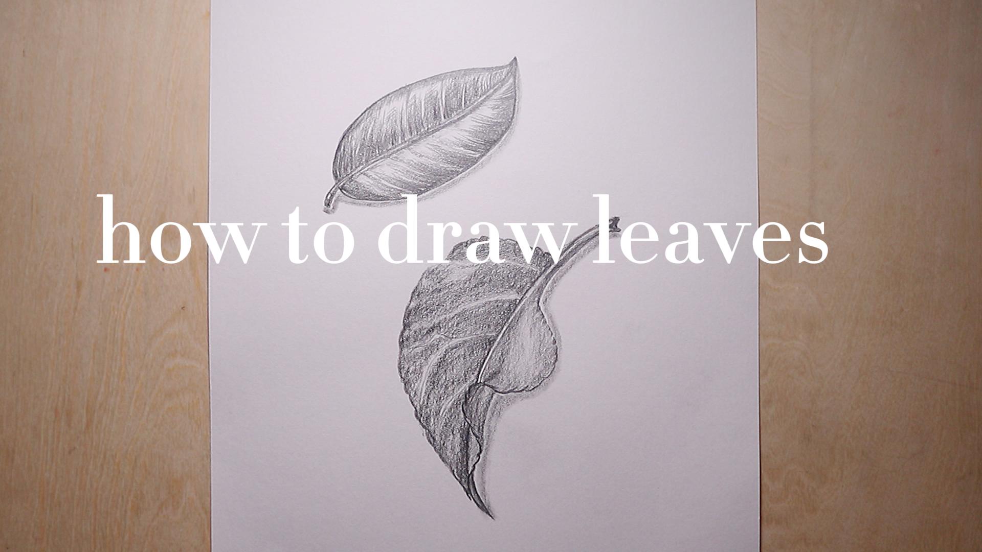 how to draw leaves step by step