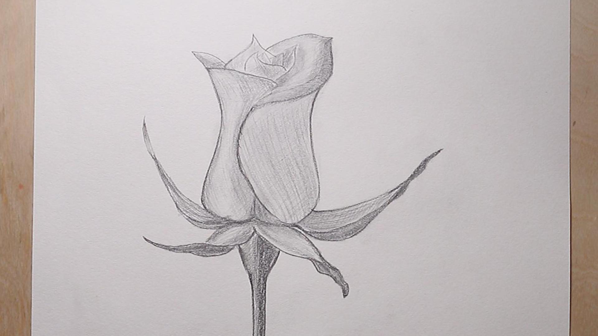 how to draw rose flower