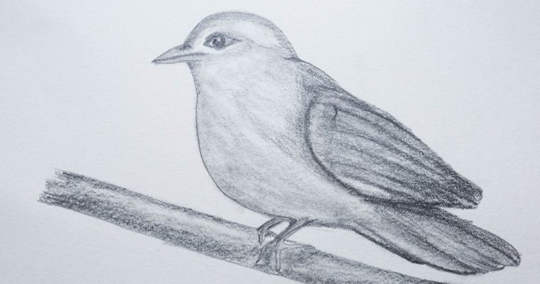 drawing an easy bird